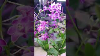 Орхидея Dendrobium Berry Odа. Развитие за 3 года