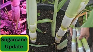 Sugarcane Update