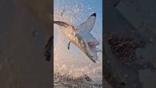 🔥 Great white shark jumping out of the water 💦