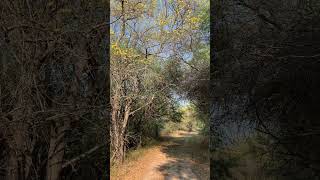 Palo de la cruz como entrada de un bello camino in el Chaco! 💚