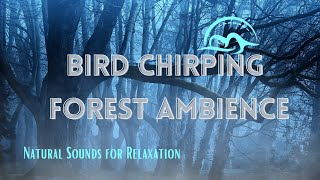 The Best video To Hear amazing Nature: energize with Bird Chirping, River & Forest Amb