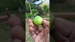 Growing Tomatoes in Fall?! What a Surprise! #louisiana #gardening #growyourownfood