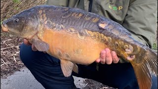 Carpa de 7 kilos pescaria de carpa Fishing for Carp