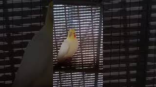 funny bird video