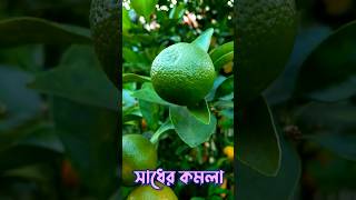 lemon গাছ #grafting #gardening #viral #farming #nature #naturefarm