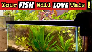 4 Reasons WHY Your Fish Will LOVE Houseplants Growing out of Their Tank!- Ultimate Ecosystem Tank