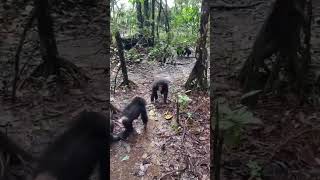 How AMAZING is this video of a baby chimp being welcomed by his new family?