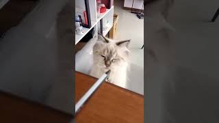 Trick your cat to smell pen ink!