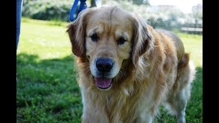 Corso proprietari di cani