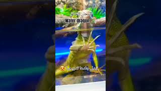 #water dragon 🐉 #dragón de agua chino #