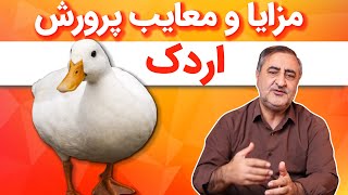 مزایا و معایب پرورش اردک Advantages and Disadvantages of Duck Farming