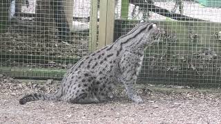 Fishing Cat, Axe Valley Wildlife Park (21st June 2024)