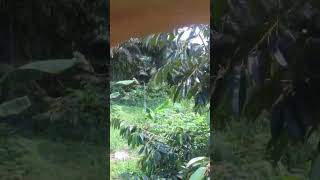 #shorts #fypシ #durian #viral #viralvideo #fypシ゚viral #indonesia #short #shortvideo #subscribe