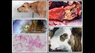 NECROTIC LARYNGITIS IN CATTLE (Calf diphtheria/ Laryngeal Necrobacillosis/ Barker Calves)