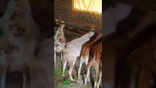 Shankar goat farming mau