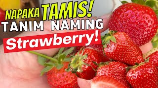 STRAWBERRY NA NAPAKA TAMIS! | TANIM TAYO NG STRAWBERRY PLANTITO PLANTITA | BUHAY AMERIKA