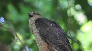 Female Coopers Hawk, Colonel Samuel Smith Park 07/04/20