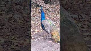 # Beautiful Peacock | Dion Gonzales