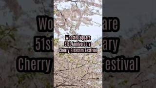 Wooster Square51st Anniversary Cherry Blossom Festival #cherryblossoms #festivals #music #cosplay