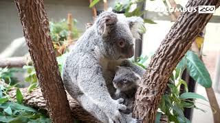 It's a day in the life of koalas, Katy and Kora!