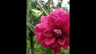 ONE OF THE MOST BEAUTIFUL FLOWER I'VE SEEN #beautiful #flower #asmr #most