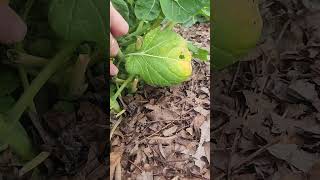 Brussel sprouts a sprouting!! #shorts shorts #farmlife #brussels