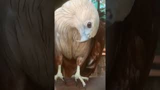 Amazing ! Creasted Serpent Eagle at zoo EP2 #shot