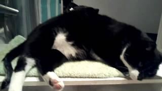 cat relaxing over the bathtub