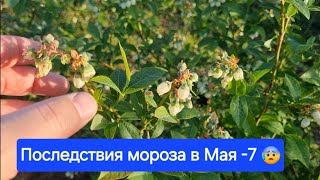 Голубика и Клубника после -7 😰. Мороз 8 Мая и это только начало! Потеря урожая!