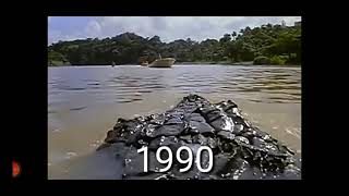 evolução dos crocodilos -evolução crocodilo 1959 2021