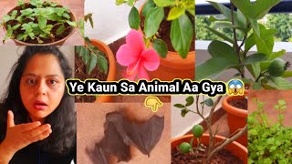 Ye Kya Hai 😱 Hum Itna Darr Gye | Fresh Organic Veggies From My Garden | किचन गार्डन का tour | hindi