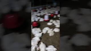 Chicken 🐓 is Ready #poultryfarming #shortvideo #youtubeshorts