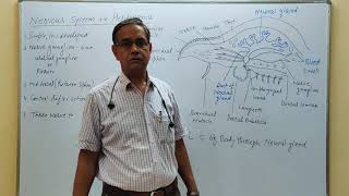 Nervous system of Herdmania