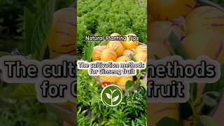 The cultivation methods for Ginseng Fruit #plants #shortvideo #garden #youtubeshorts #viralvideo