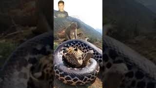 Wild Python And Monkey Lions