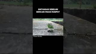 Pick up Wpl D12 perjuangan mencari pakan rumput | Pikep Ndeso