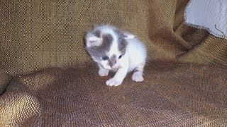 Newborn Kitten Opens Her Eyes for the First Time - Live Stream 🐱👀🎥