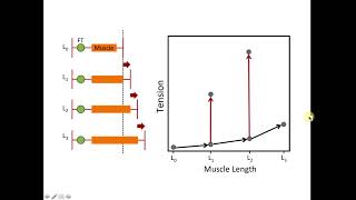 Cardiac Muscle Length-Tension Relationship