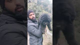 pure black bhotia dog old Bloodline puppy for sale Uttarakhand wale