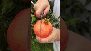 Fresh pomegranate fruit cutting skill in beautiful farming #fruit #fresh #satisfying