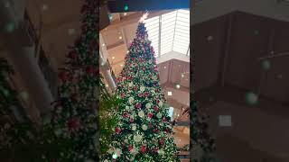 Christmas tree | Christmas Season is here