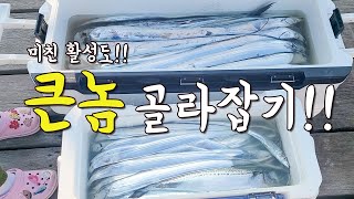 [다리tv] 태풍 후!! 미친 활성도 속에서!! 왕갈치 골라잡기!!!