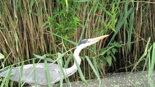 Brabantse Biesbosch Part 2 Werkendam