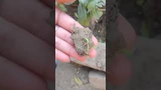 unexpected best method to grow plants in wasted pots #shorts #viral #foryou