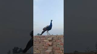 #birds #camel #youtubeshorts #peacock #ytshorts #animals #youtube #shorts