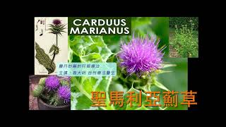 《靈丹妙藥的同類療法》- EP225 - 聖馬利亞薊草 Carduus Marianus