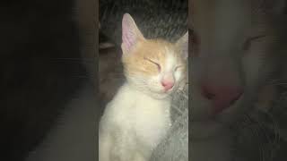 #catfamily #cats #catlover #catvideos #suny #sufi #rostam #alborz #siralexsuny