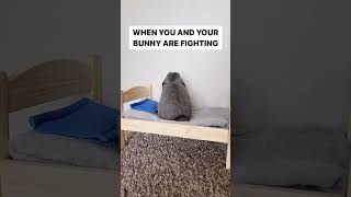 bunny's attitude is real 🤭🤣 #shorts #ytshorts #rabbit