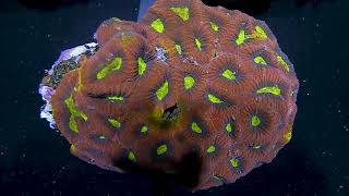 Reef Lapse | Zoanthids, Favia and Cyphastrea