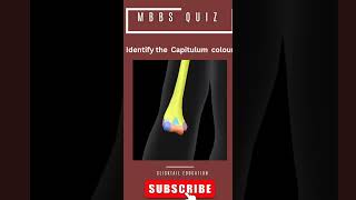 identify the capitulum colour in 3d #capitulum3d #humerus  #anatomyquiz #medical #neetpgpreparation